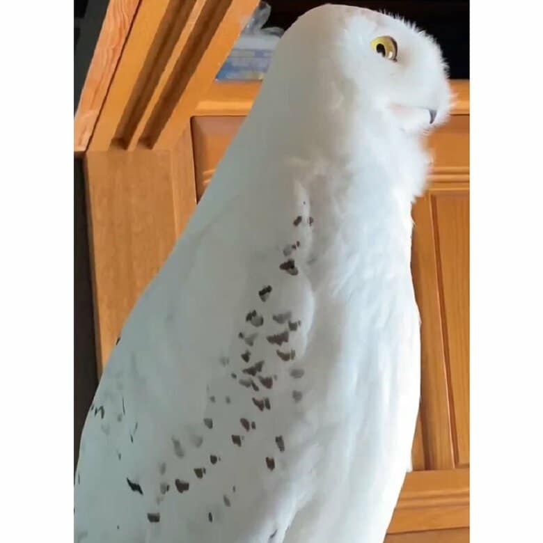 外の様子を伺うために伸びる