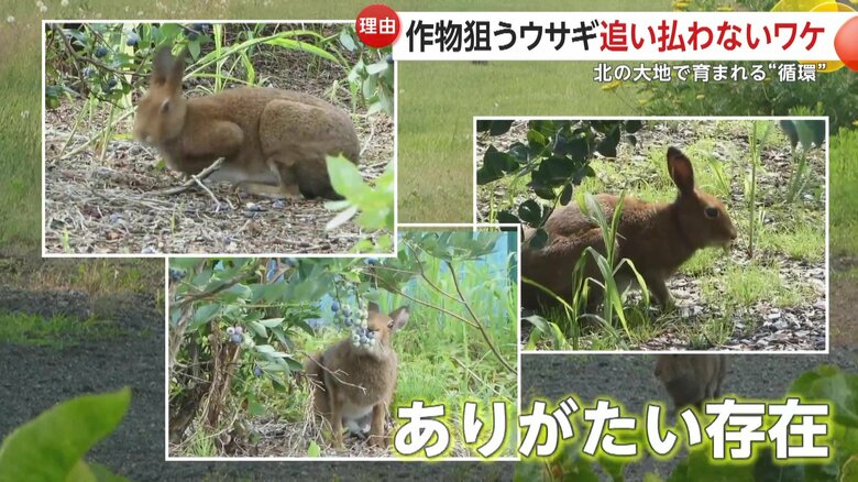 ありがたい存在だというウサギ（映像提供：びえいハスカップファーム）