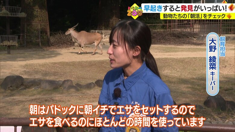 愛媛県立とべ動物園・飼育担当の大野綾菜キーパー