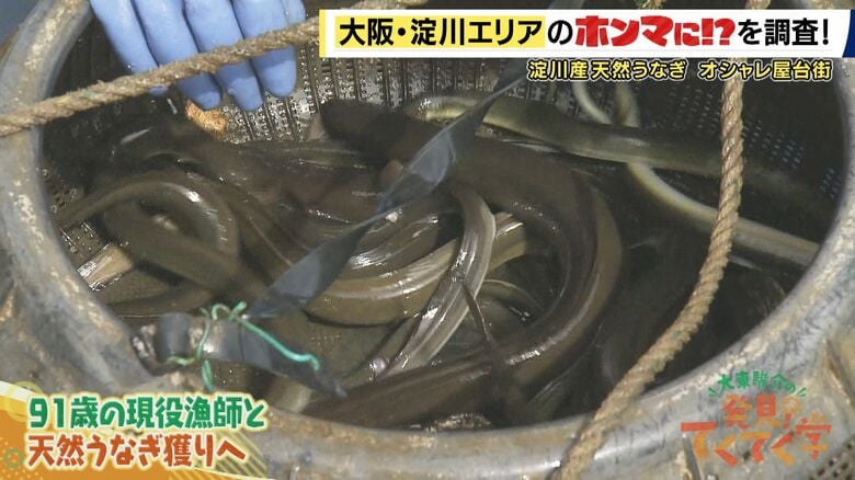 立派な淀川産天然うなぎ