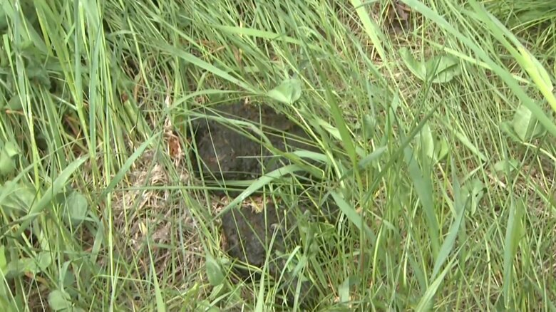 名寄市の食肉処理場に残されたクマのフン