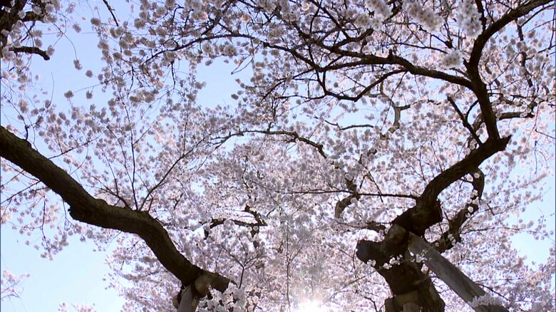 会津を代表する名木