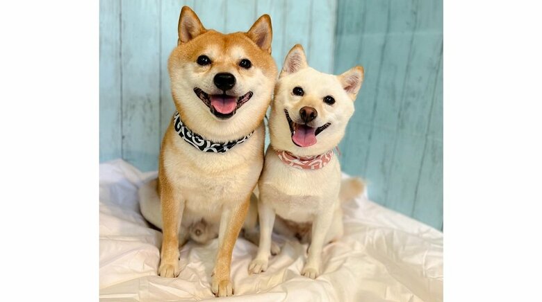 現在は仲良しで夫婦の2匹（左：豆千代くん　右：モチ代ちゃん）