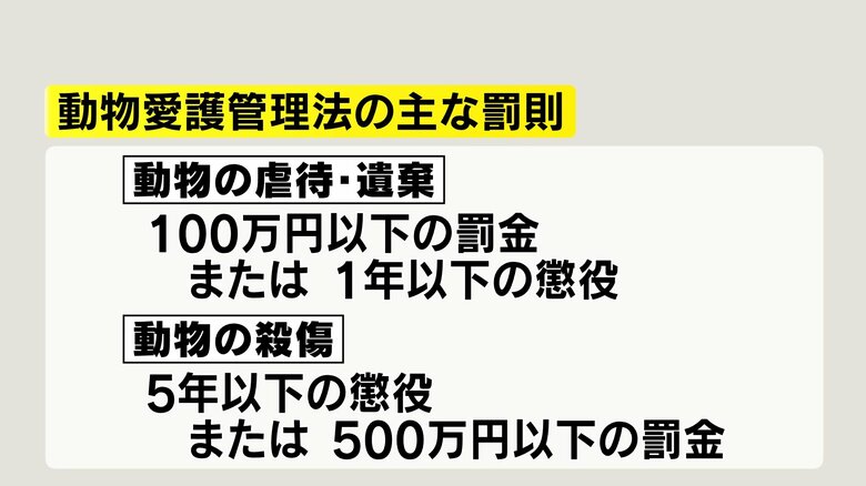 動物愛護管理法の主な罰則