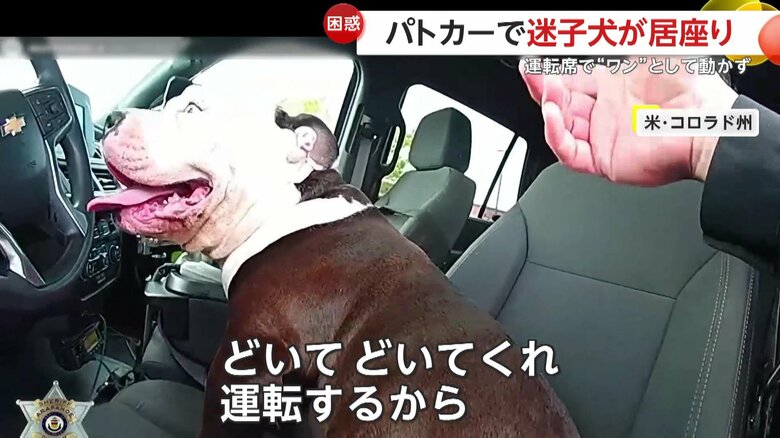 運転席に乗り込んだ犬