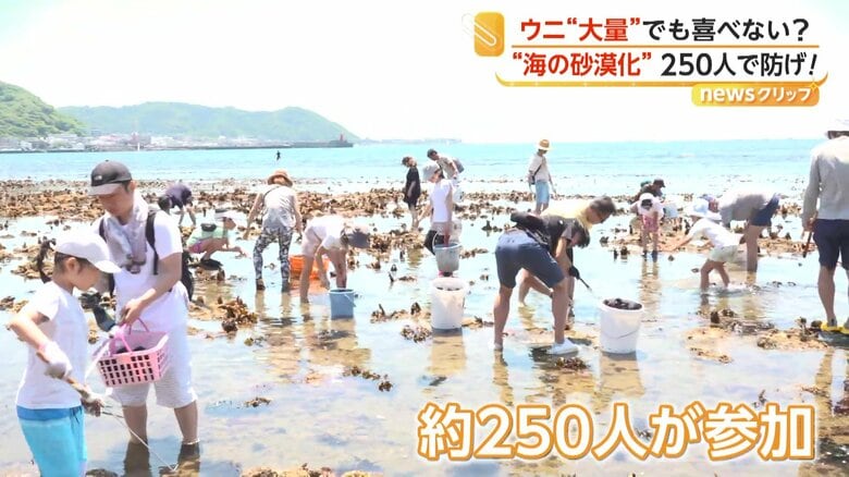 ウニを取り除くために集まった約250人
