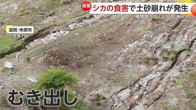 あらわになった岩肌