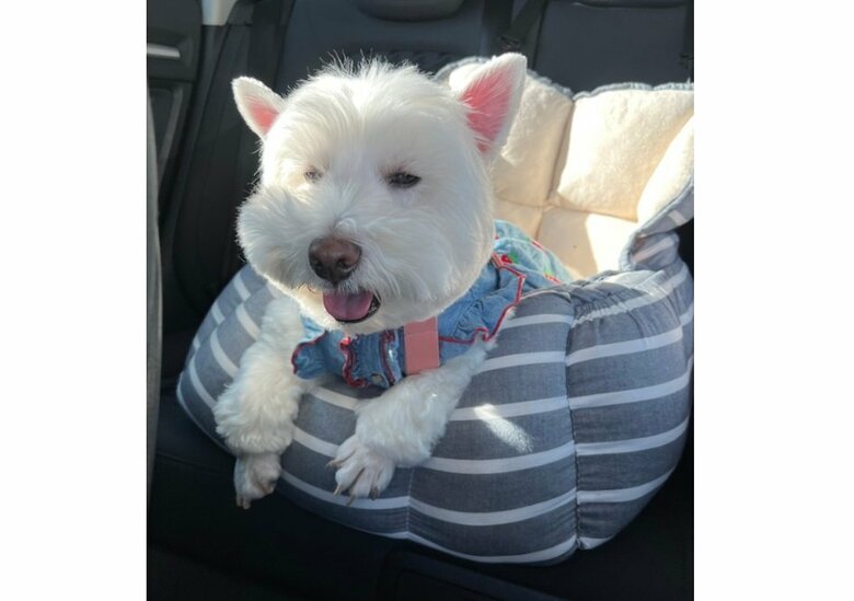 こちらはお散歩を堪能して「疲れた～」の顔