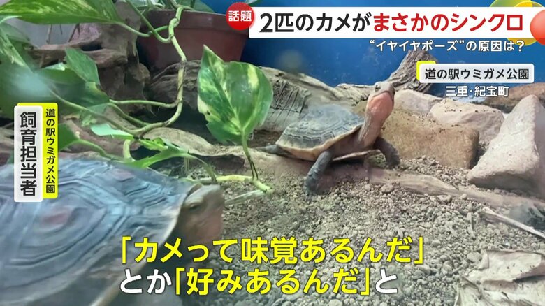 ｢カメって味覚あるんだとか好みあるんだと興味を持つきっかけになったら嬉しいですね｣と語る飼育員