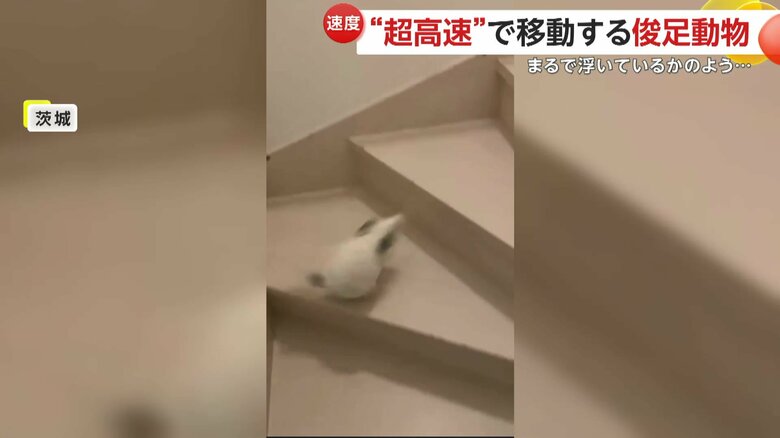 負けない走りを見せるしらこくん（映像提供：@ohagitopapa）