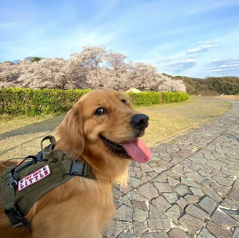 お花見しながらの散歩