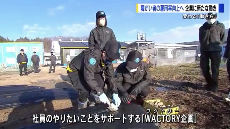 社内の有志が集まり、ジャガイモを栽培