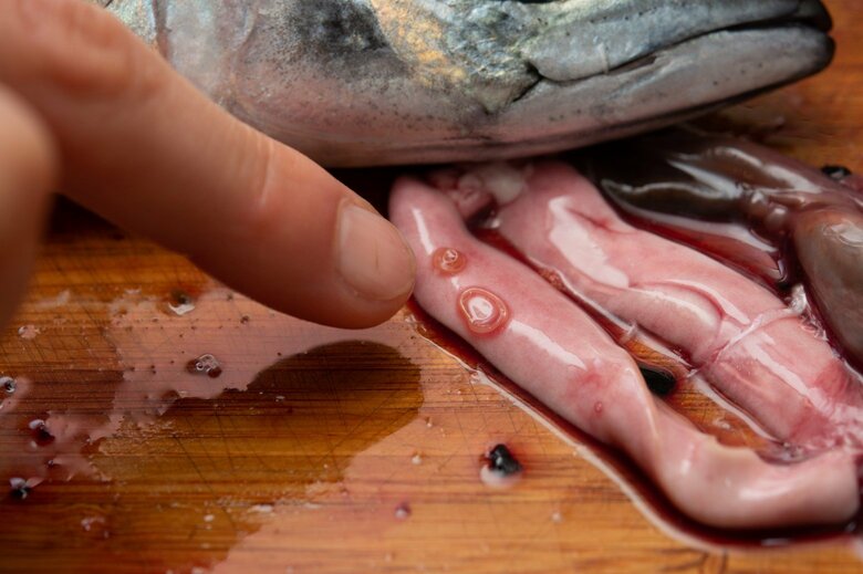 サバの内臓に寄生したアニサキス（イメージ）