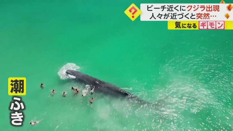 近づいてきた人たちが体にタッチした瞬間、潮ふき上げるクジラ⑧