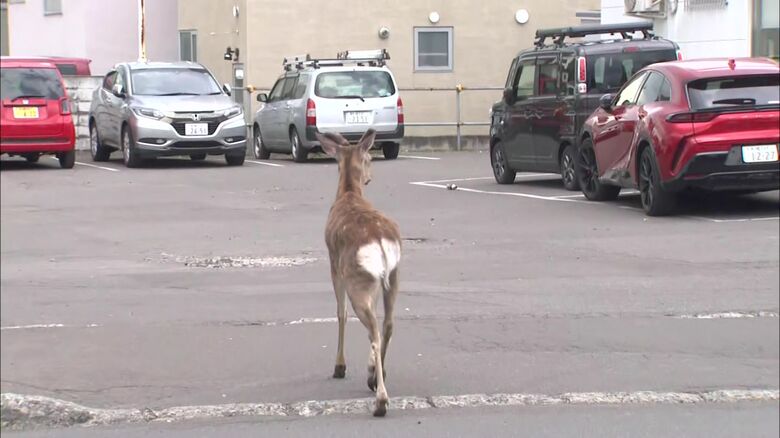 民家の庭に居座るシカ