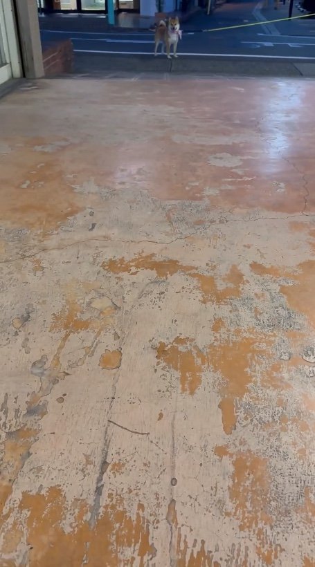 飼い主を迎えに来たはらみちゃん（提供：柴犬はらみさん）