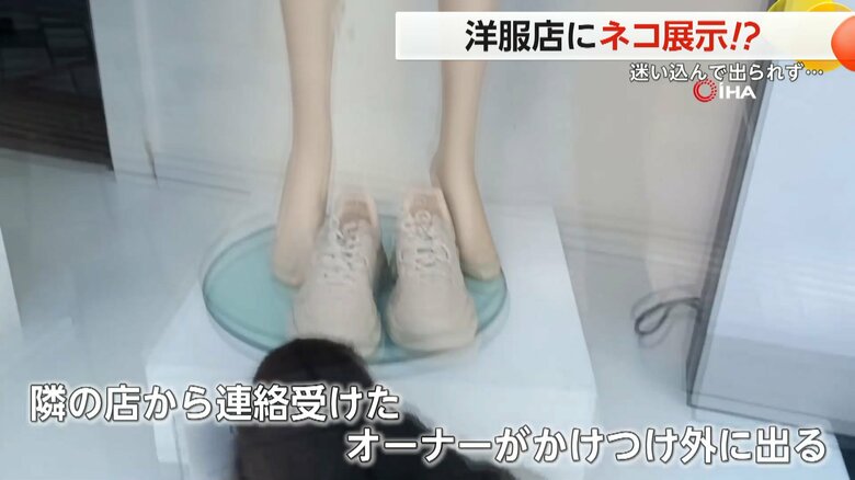 洋服店に閉じ込められてしまった野良猫