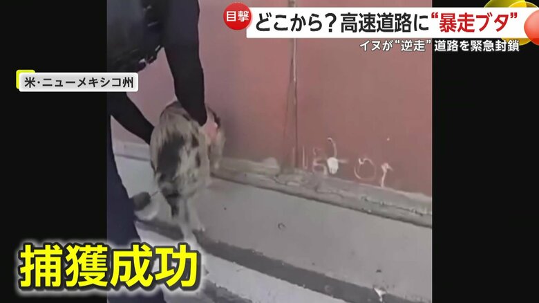 警察官に鷲掴みにされたブタ（Albuquerque Police Department）