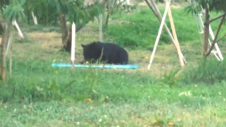 果樹園のモモを食べるクマ（視聴者提供）