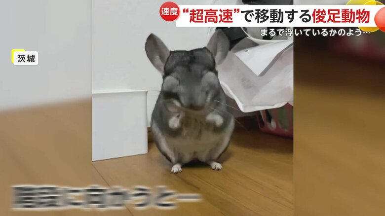 民家の階段を超高速で駆け上がるチンチラのおはぎくん