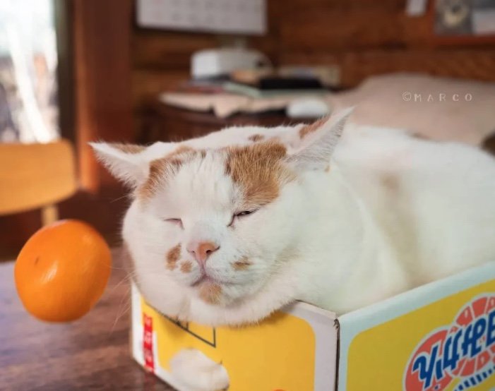 提供：MARCOさん