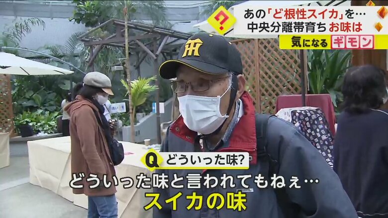 “ど根性スイカ”を食べた感想を述べる男性