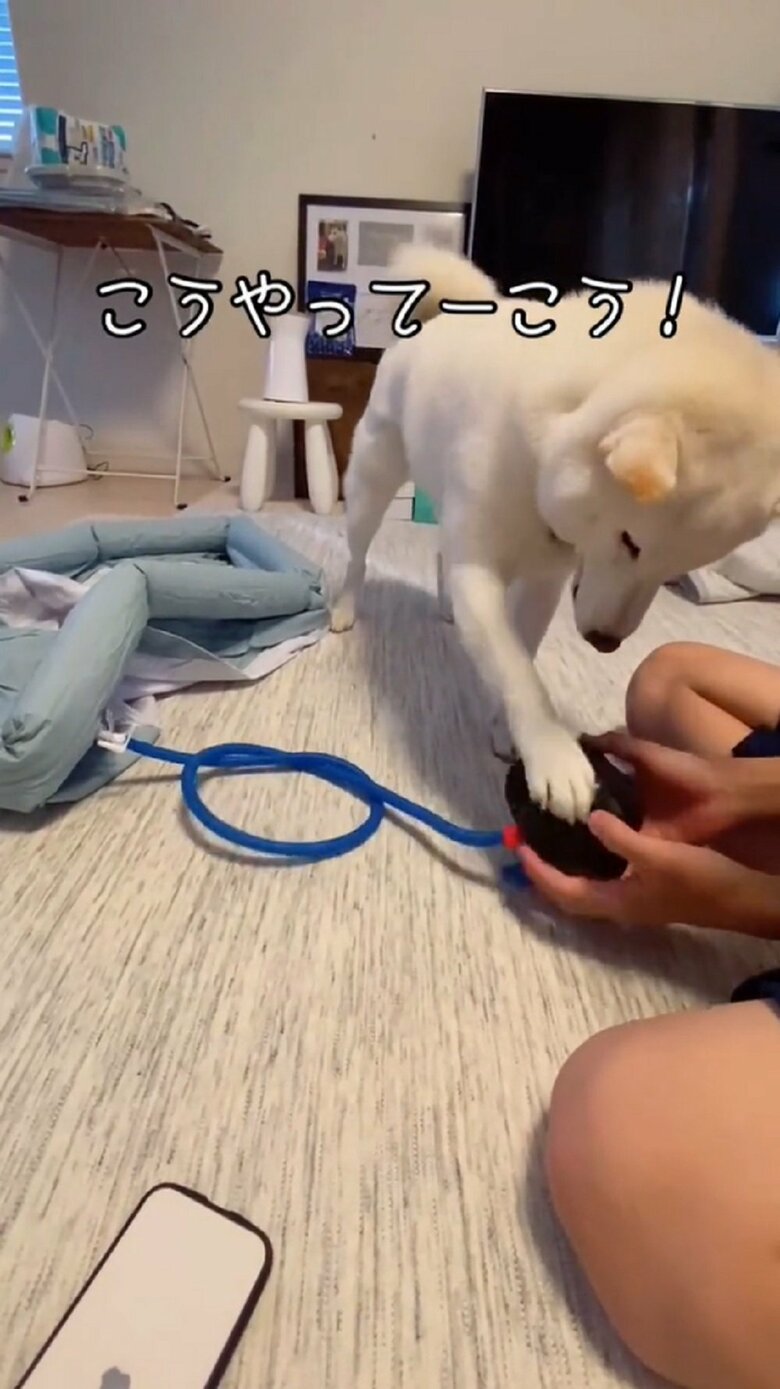 飼い主さんに“へっぽこ”とコメントされていた