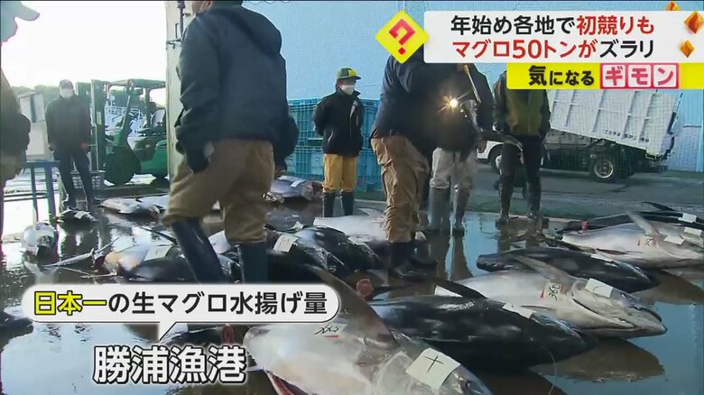 和歌山県の勝浦漁港に並んだキハダマグロ