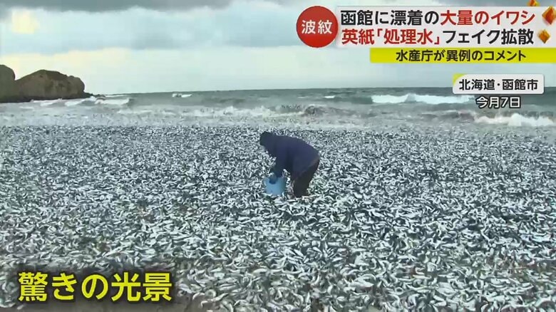 海岸を覆い尽くすイワシやサバの死骸