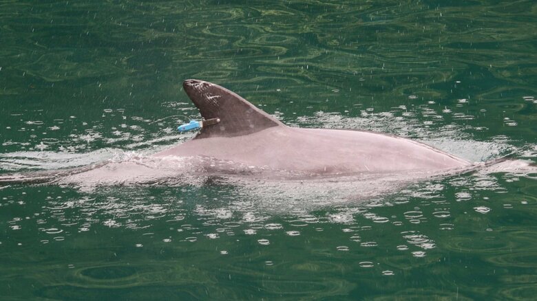 発信器が取り付けられたイルカ