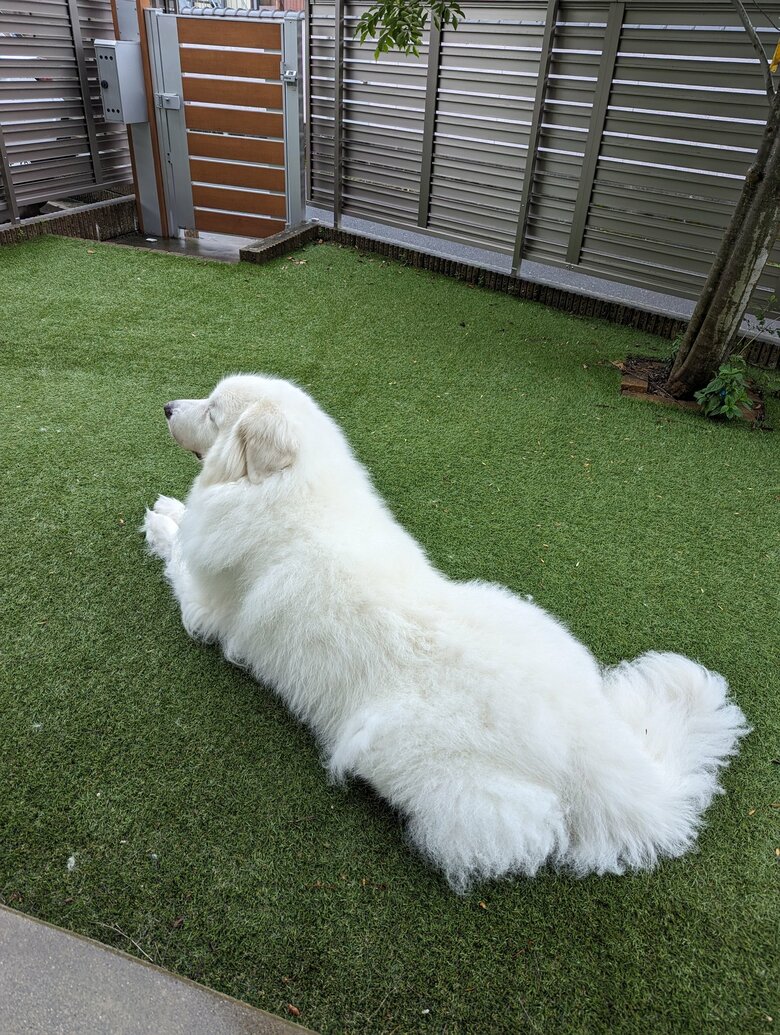 寝そべる陸ちゃん