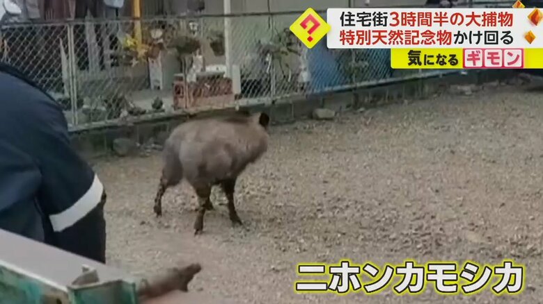 静岡県島田市の住宅街に現れたニホンカモシカ