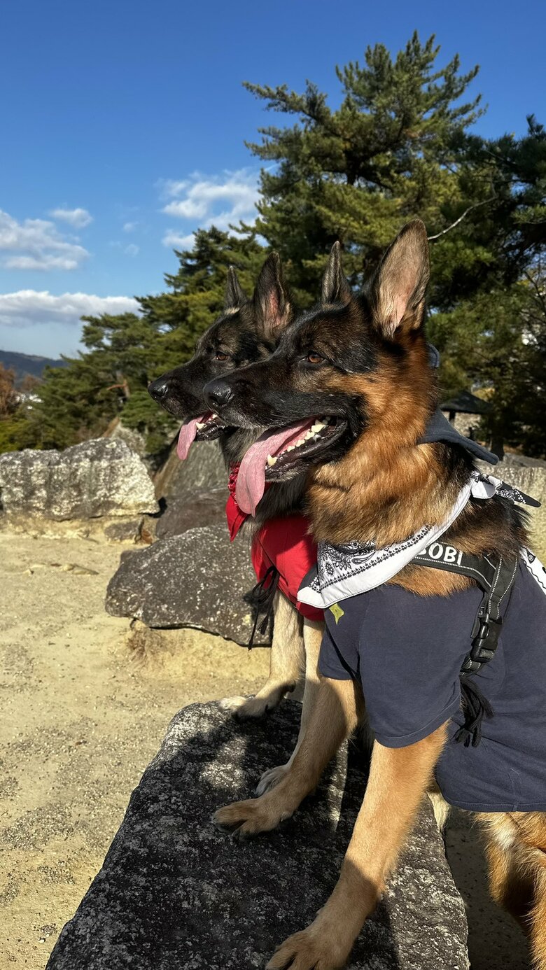 提供：Tobi and Bobi シェパード兄弟犬さん