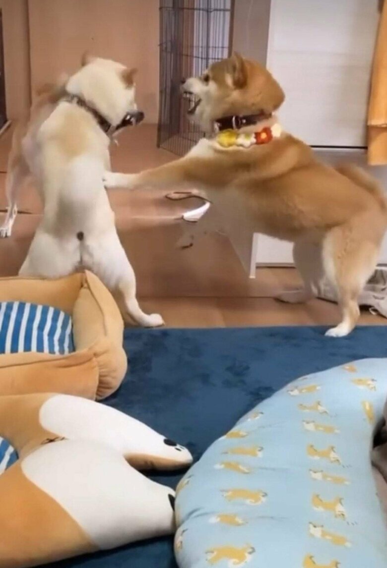 提供：柴犬ポポ(7)リブ(4)ラム(4)さん