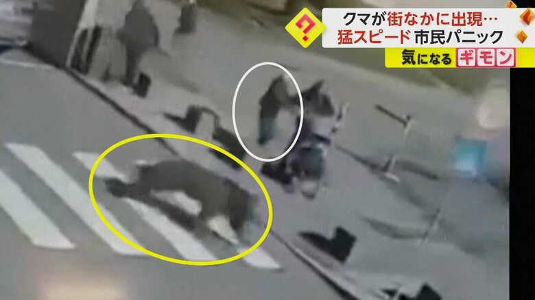 道路を駆け抜ける大きなクマ