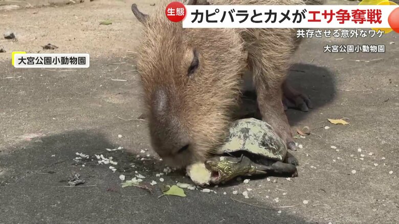 カピバラの下にはカメ