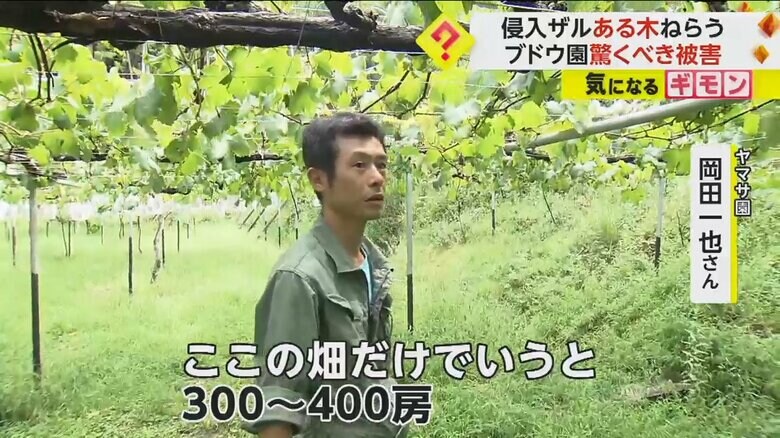「300〜400房くらい」と被害状況を話す、ヤマサ園・岡田一也さん