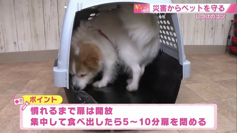 クレートの中でフード入りのペットボトルを舐めるイヌ