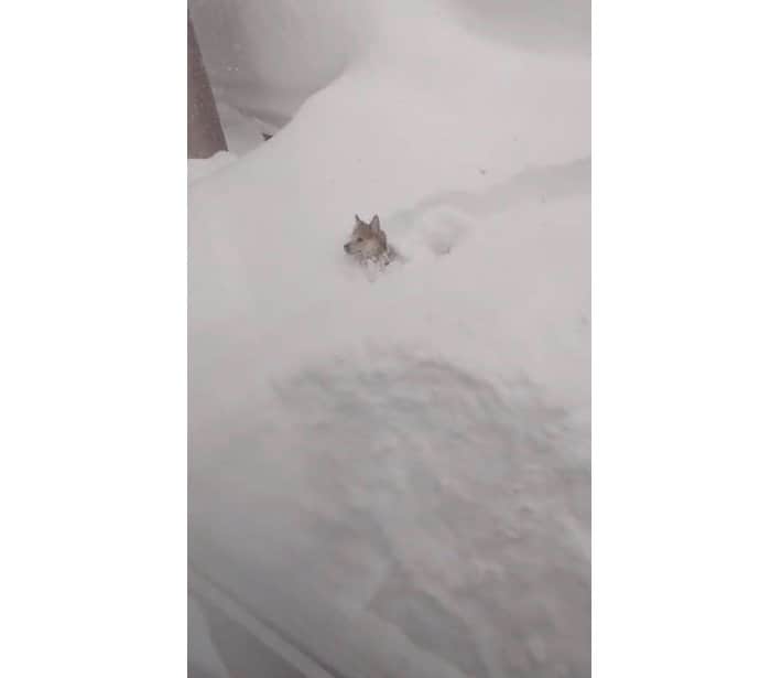 雪の中を泳ぐように進んでいく（提供：山さん）