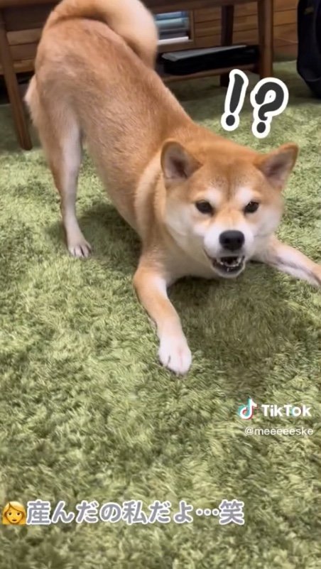 提供：柴犬こちゃんさん