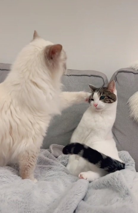 優しめの猫パンチ