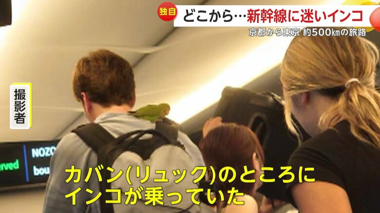 「京都駅から海外の観光客が乗車されてカバンのところにインコが乗っていた」と話す目撃者