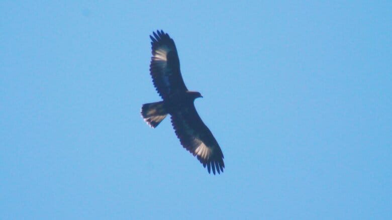イヌワシの幼鳥（イヌワシ保護協会会長・小澤俊樹さん撮影）