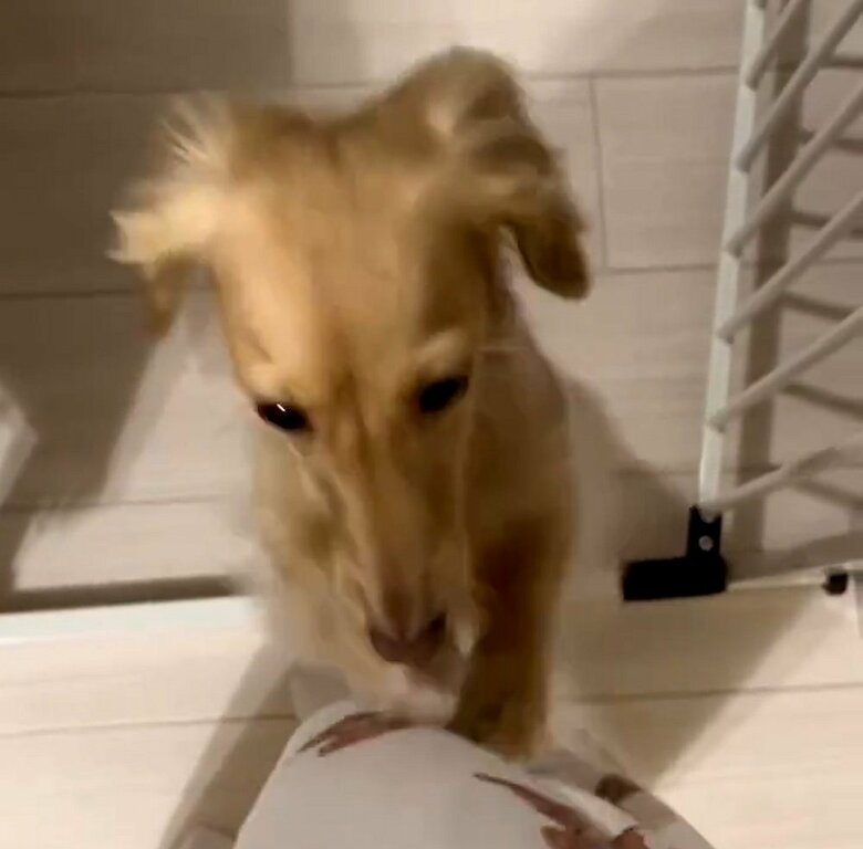 前脚をシャカシャカして、飼い主さんへ“抱っこ要請”