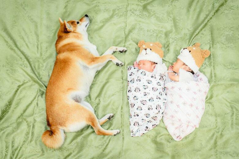 提供：柴犬 むぎさん