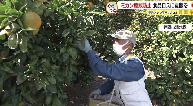 ミカン農家・天野俊吉さん