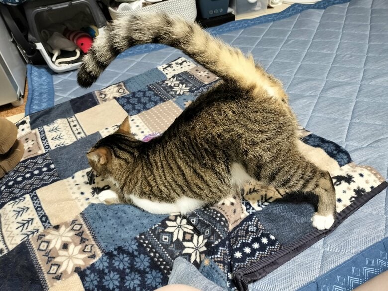 提供：猫のテトさん