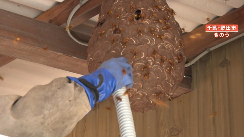 巣の周りのハチを吸い込んでいく