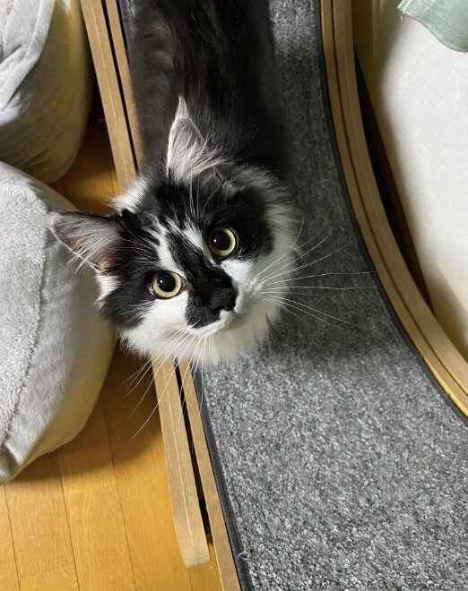 提供：毛玉が２匹さん