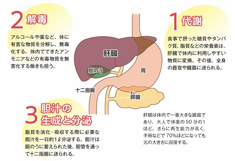 肝臓のおもな働き（『酒飲み医師が教える　体によいお酒の飲み方』より）